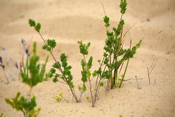 Image showing Small plant seedling