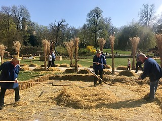 Image showing Elderly men are demonstrating how grain was threshed manually on a farm in ancient times