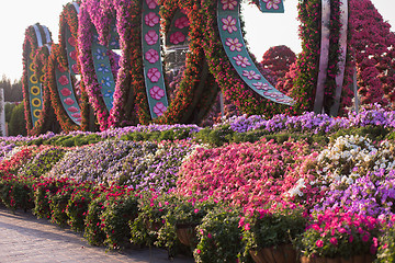 Image showing Dubai miracle garden