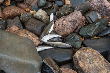 Image showing caught grayling fish