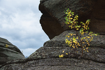 Image showing Tree on the rocks