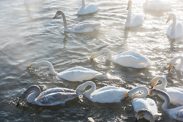 Image showing Beautiful white whooping swans