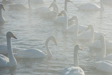 Image showing Beautiful white whooping swans