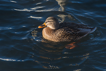 Image showing Duck swimming in lake