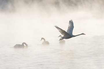 Image showing Beautiful white whooping swans