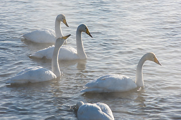 Image showing Beautiful white whooping swans