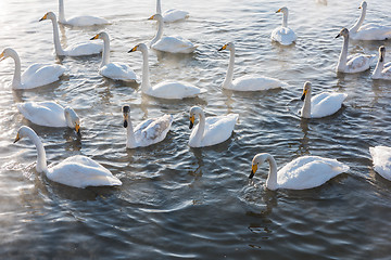 Image showing Beautiful white whooping swans