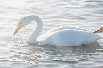 Image showing Beautiful white whooping swans