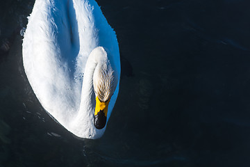 Image showing Beautiful white whooping swans