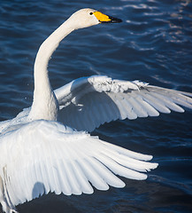 Image showing Beautiful white whooping swans