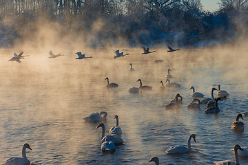 Image showing Beautiful white whooping swans