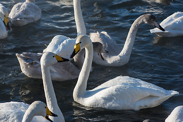 Image showing Beautiful white whooping swans