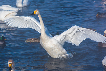 Image showing Beautiful white whooping swans