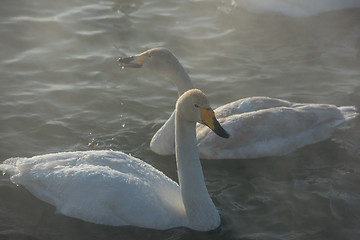 Image showing Beautiful white whooping swans