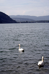 Image showing Swan