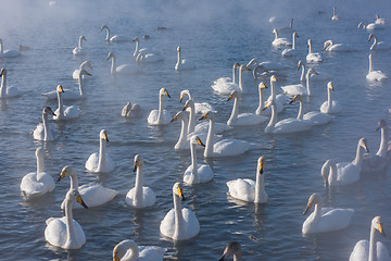 Image showing Beautiful white whooping swans