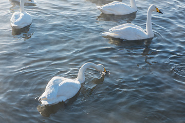 Image showing Beautiful white whooping swans