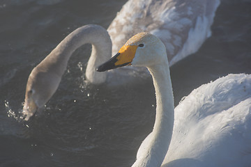 Image showing Beautiful white whooping swans