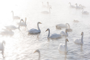 Image showing Beautiful white whooping swans