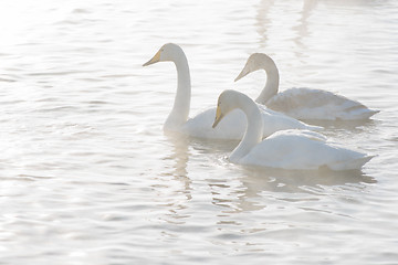 Image showing Beautiful white whooping swans