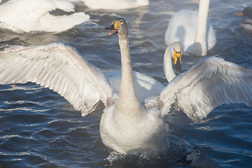 Image showing Beautiful white whooping swans