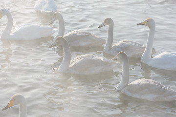 Image showing Beautiful white whooping swans