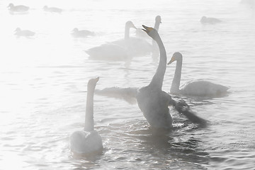 Image showing Beautiful white whooping swans