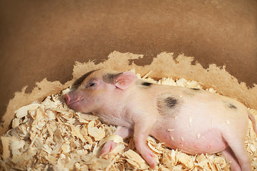 Image showing Cute and sleeping little pig in