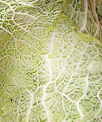 Image showing Green cabbage vegetable