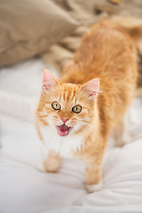 Image showing red tabby cat mewing in bed at home