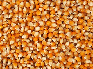 Image showing Corn background