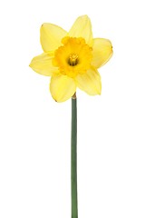 Image showing Daffodil on white