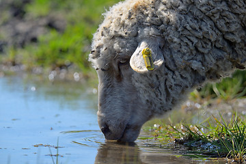 Image showing Sheep drinking water 