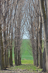 Image showing Forest trees tunel 