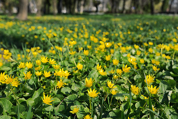 Image showing Winter Aconite, Eranthis Hiemalis 