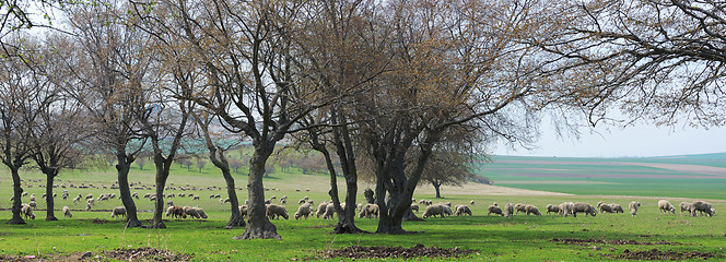 Image showing Flock of sheep