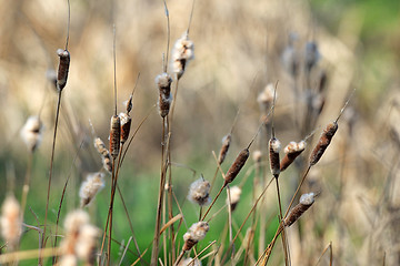 Image showing Reed plant near lake 