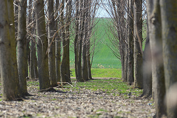 Image showing Forest trees tunel 