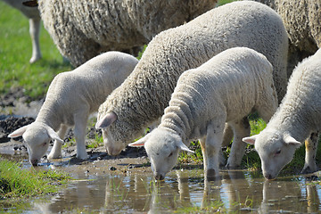 Image showing Herd of sheep drinking water