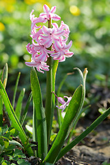 Image showing Pink hyacinth flower in spring 