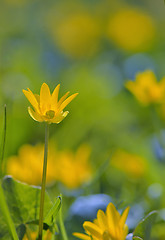 Image showing Winter Aconite, Eranthis Hiemalis 