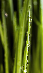 Image showing Chive with water drops