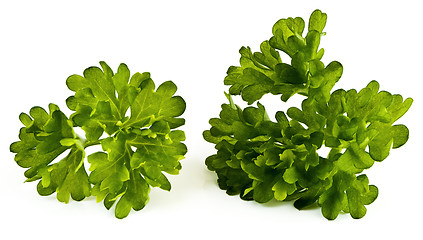 Image showing Parsley leaves