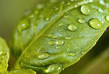 Image showing Basil leaf with water drops