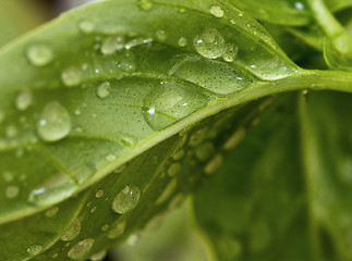 Image showing Basil leaf with water drops