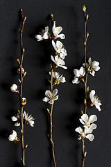 Image showing Twigs of fruit tree with blossoms