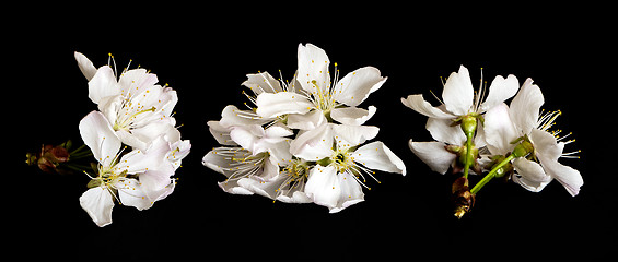Image showing White cherry blossoms on black background