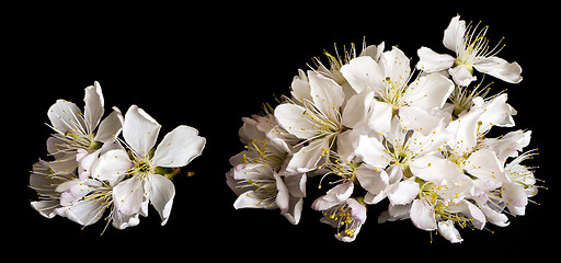 Image showing White cherry blossoms on black background