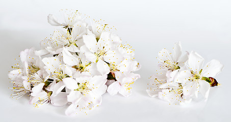 Image showing White cherry blossoms on light gray background