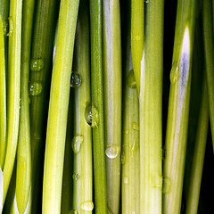 Image showing Chives  with water drops